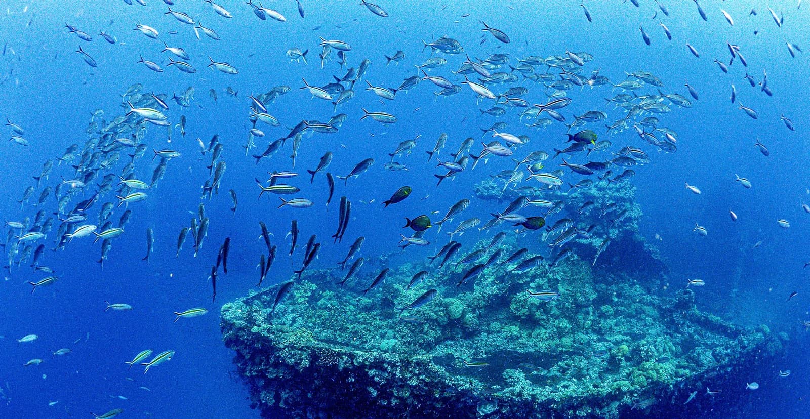 Truk Blue Lagoon Dive Shop