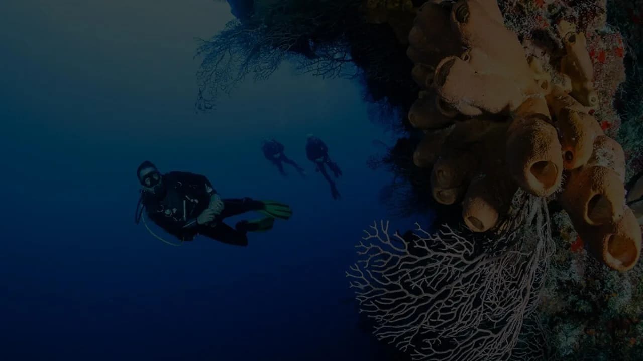 Anti Gravity Divers