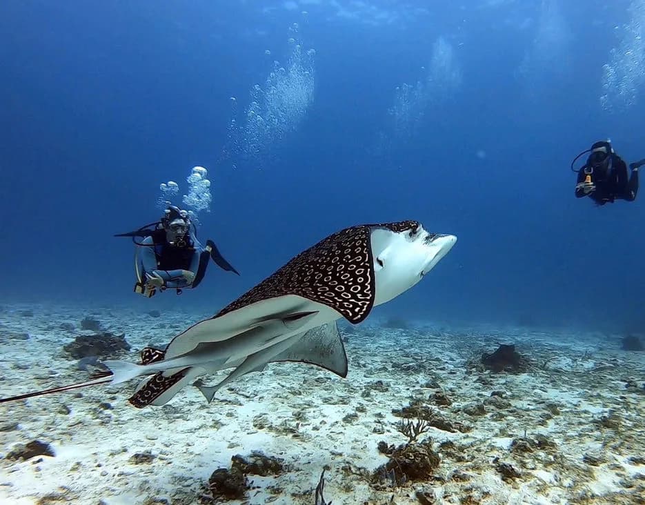 Cozumel Dive School
