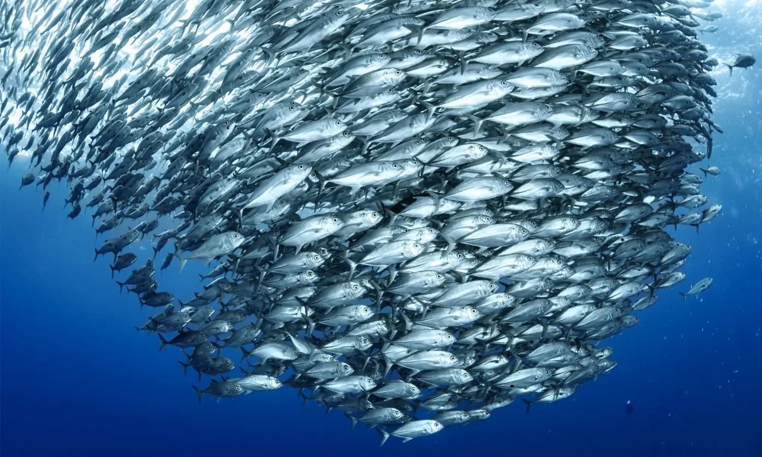 Big Blue Divers