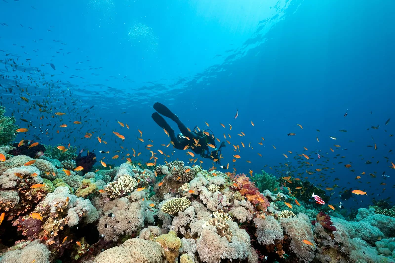 Blue Revival Diving College