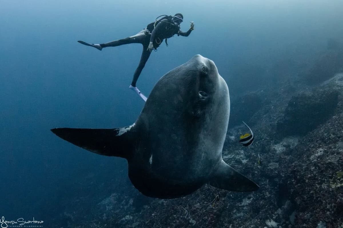 Scuba Go