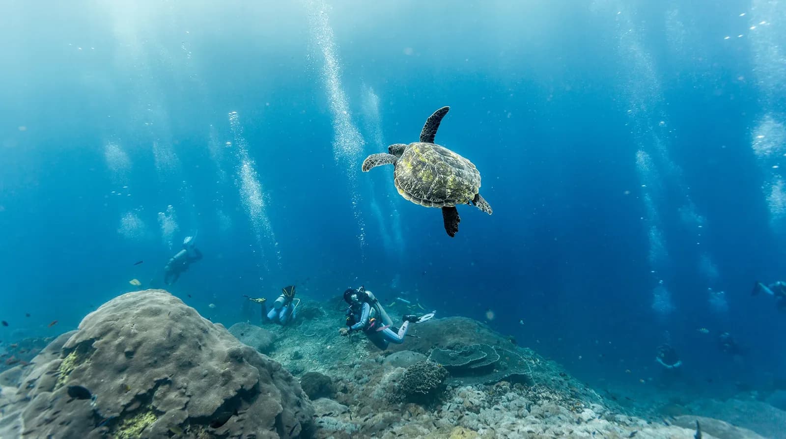 Blue Corner Dive