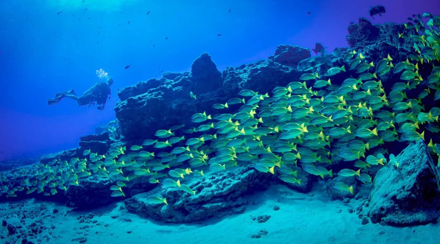Dive Kauai Scuba Center, Inc.