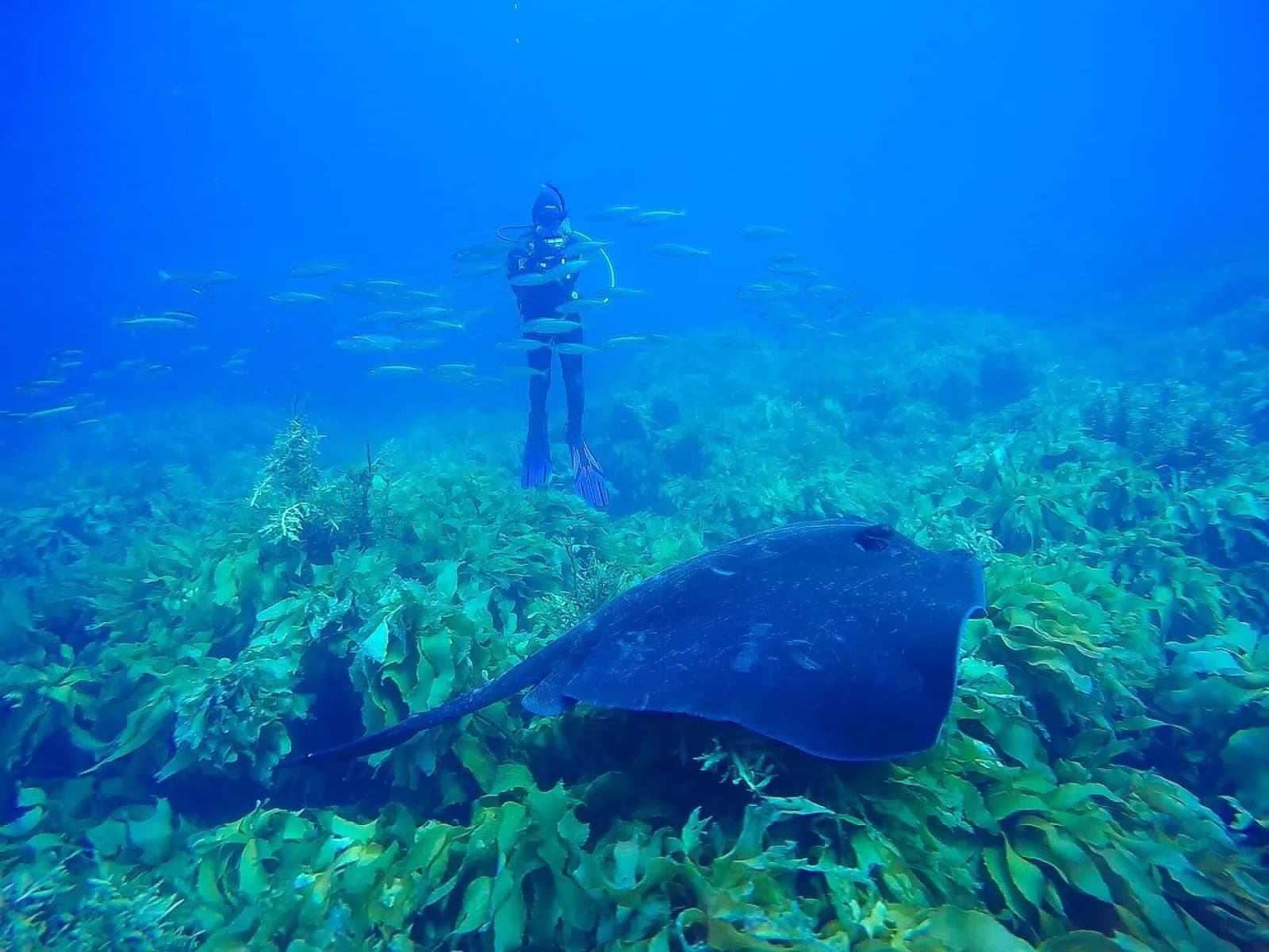 Dive Zone Whitianga