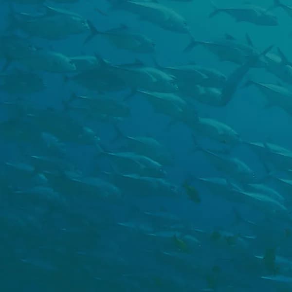 Dive HQ Wellington