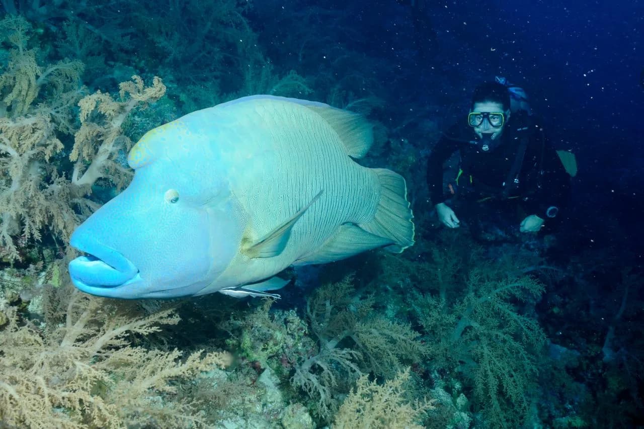 Dragoman Dive Center