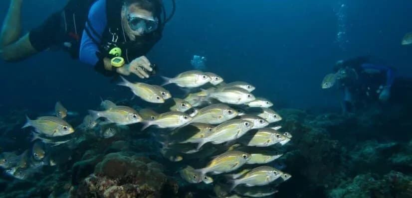 Ocean Divers Co. Ltd