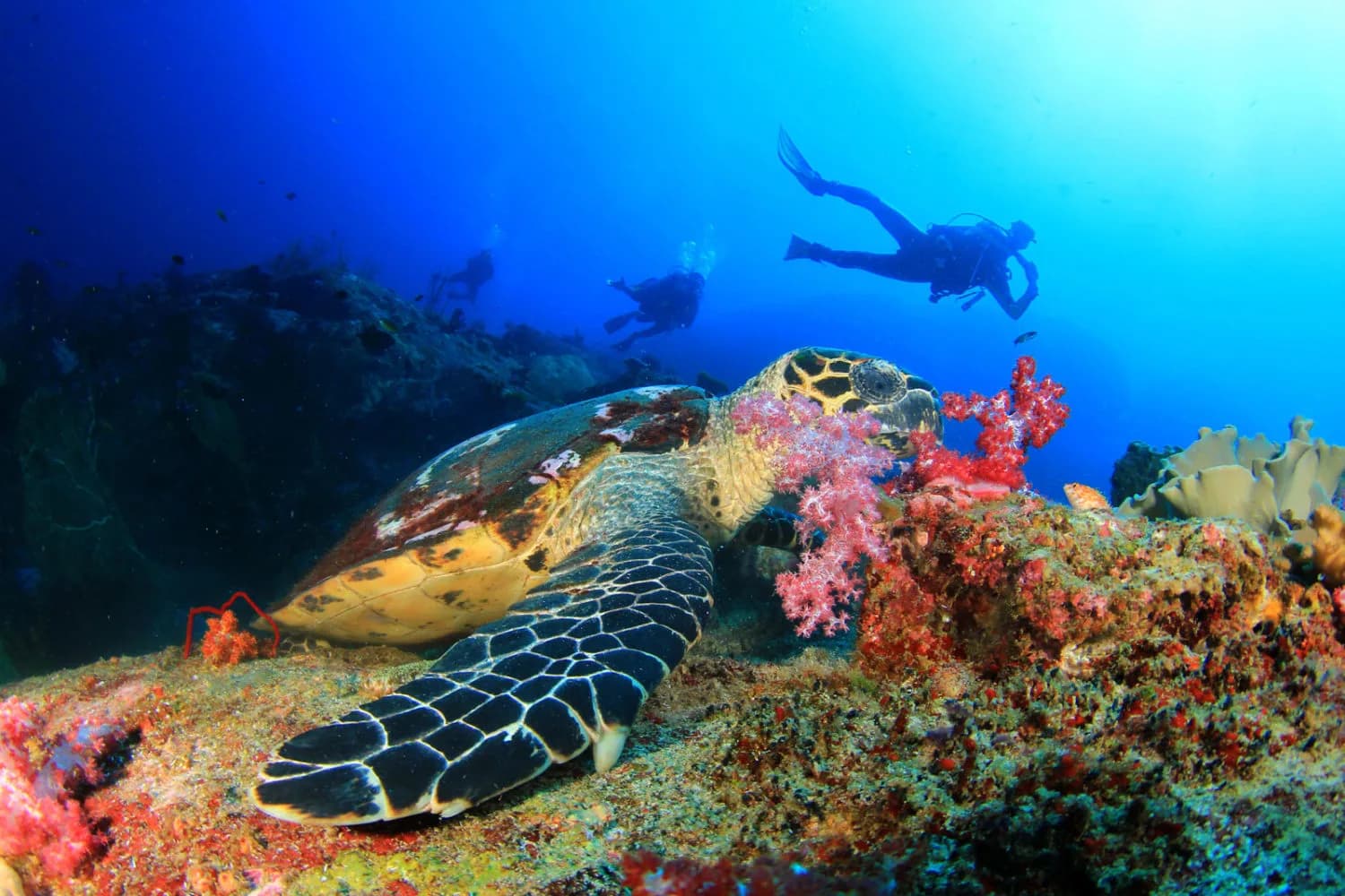 Andy's Scuba Diving