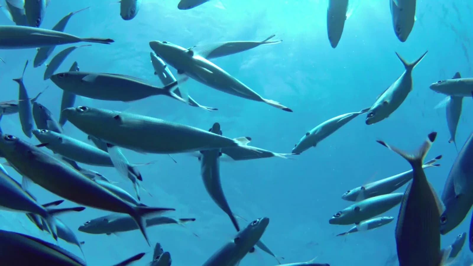Dive Cabarete