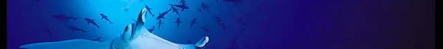 Raie Manta Club
