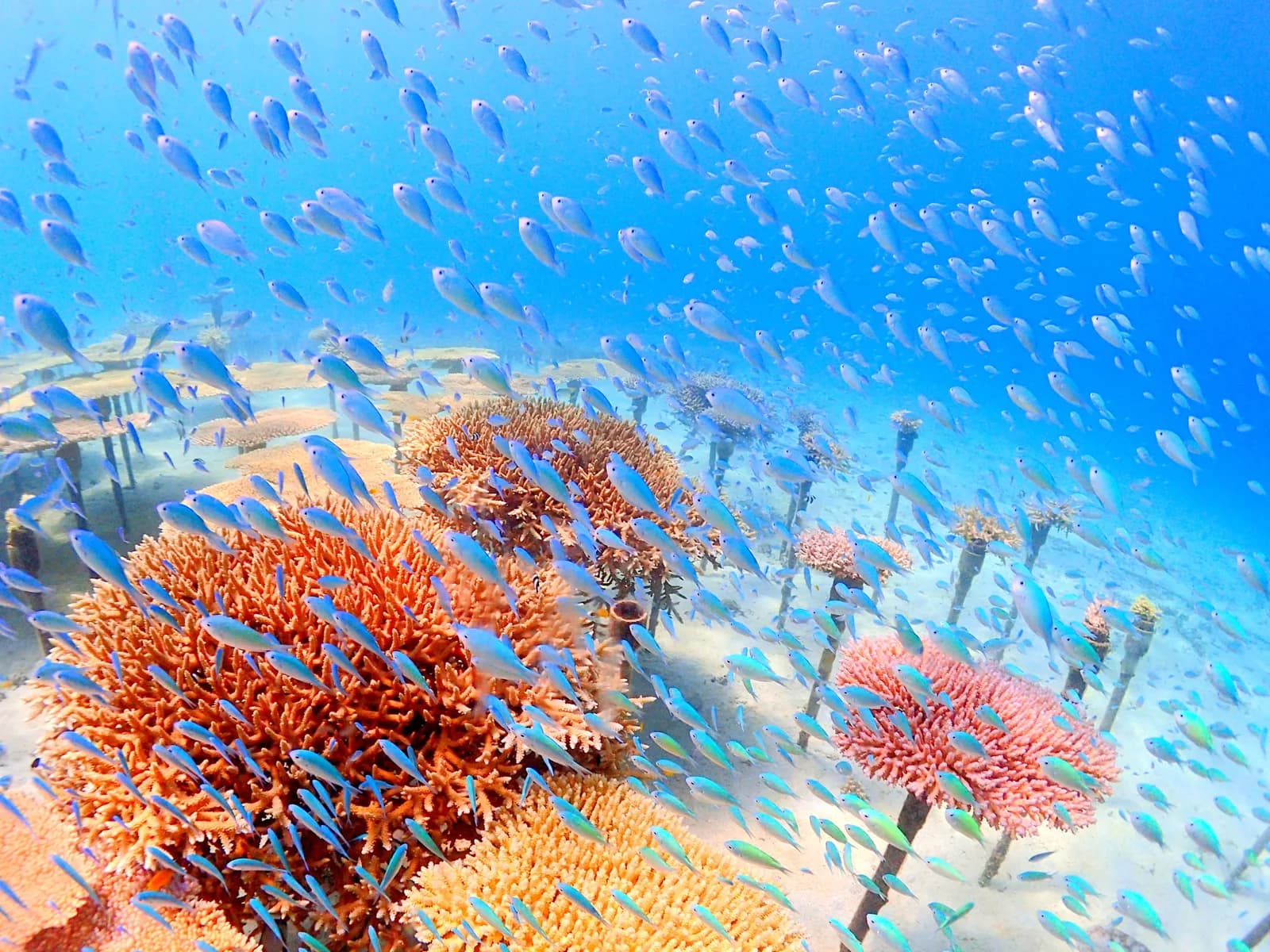 OKINAWA DIVING SERVICE Lagoon