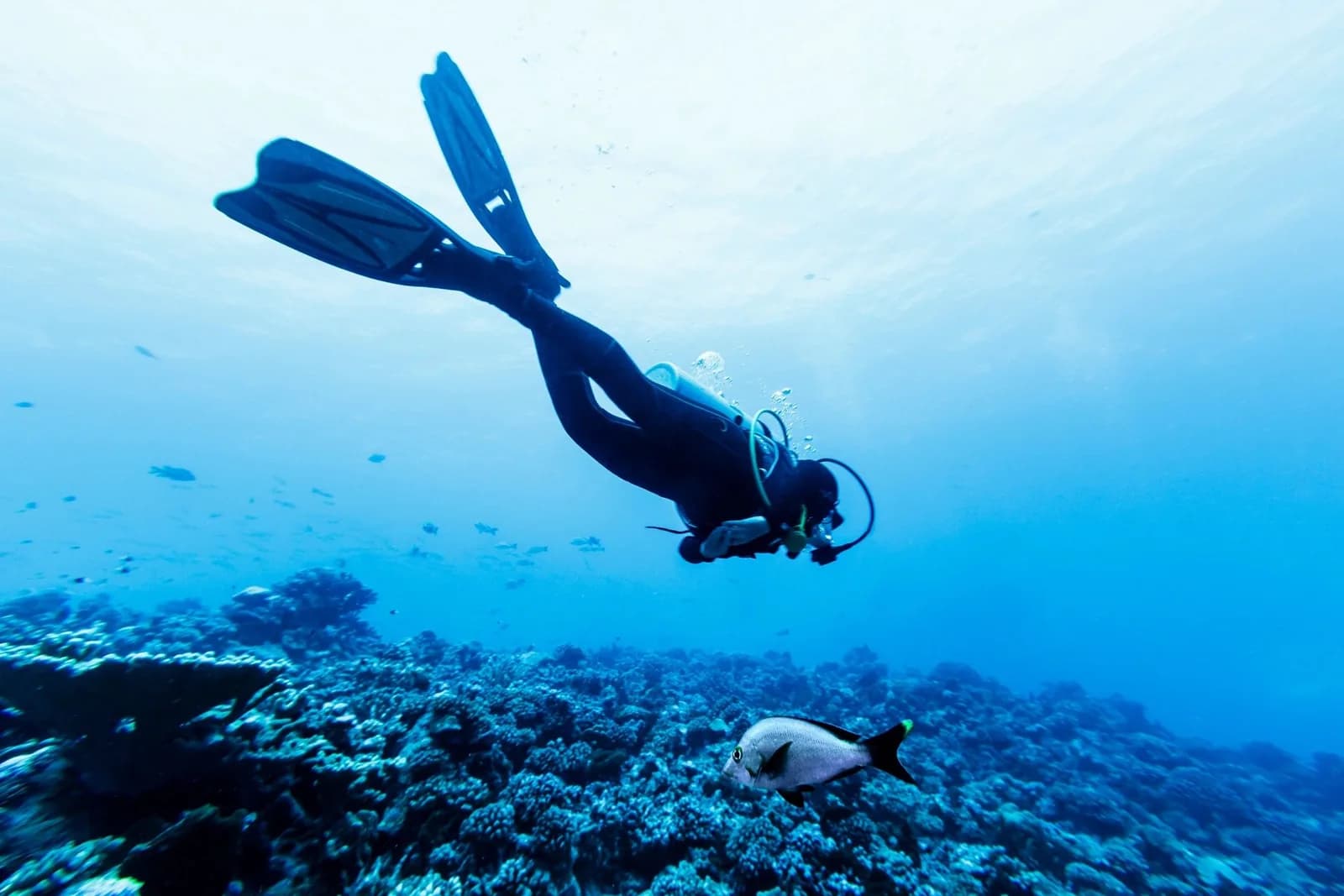 Oraclescuba