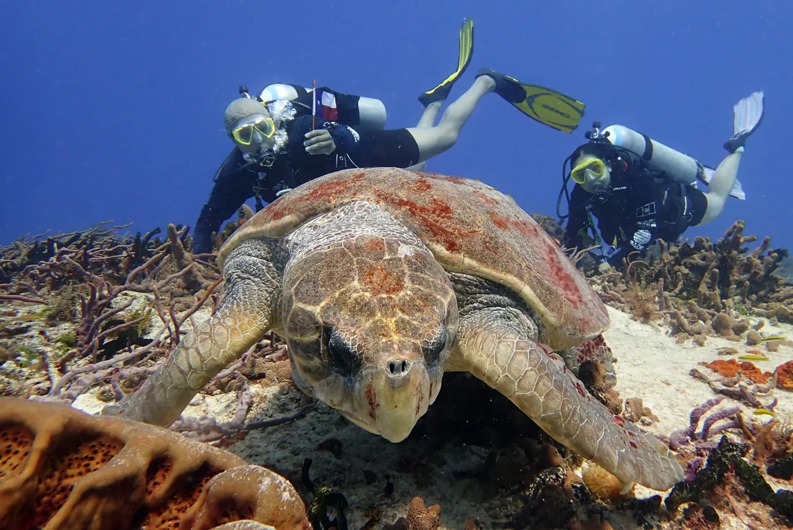 Jungle Divers Cozumel