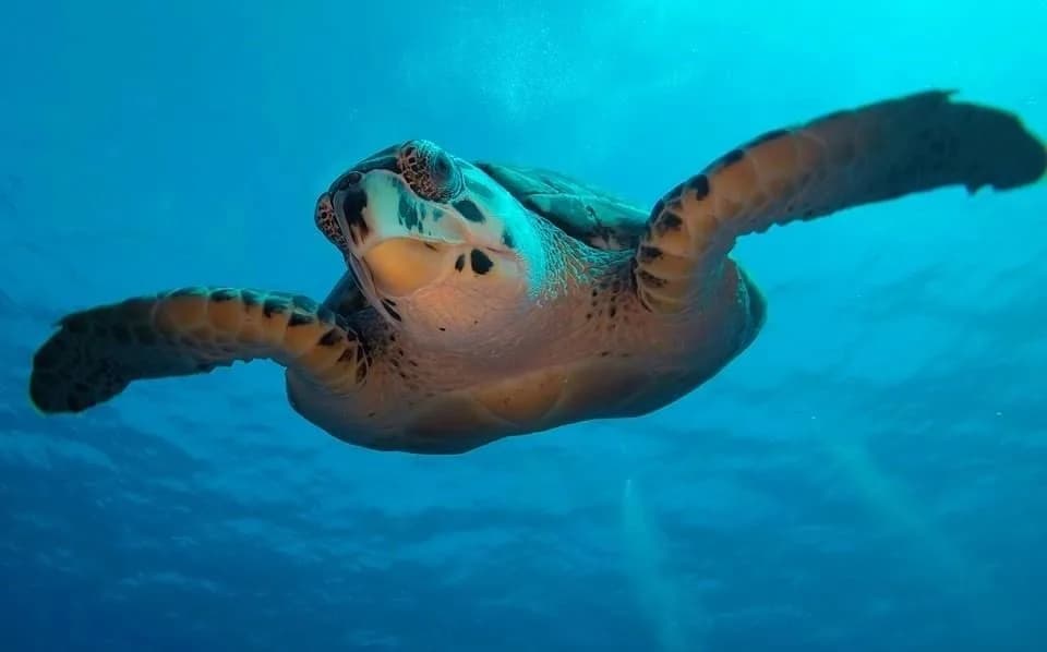 Dive With Martin