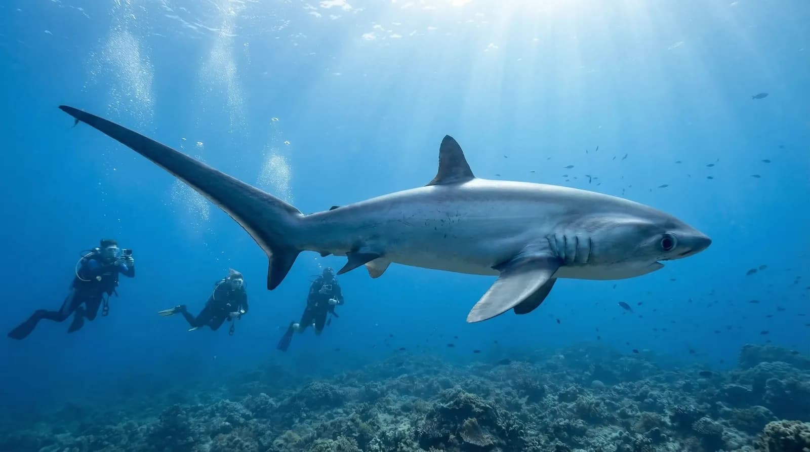 The Shark's Tail Dive Resort