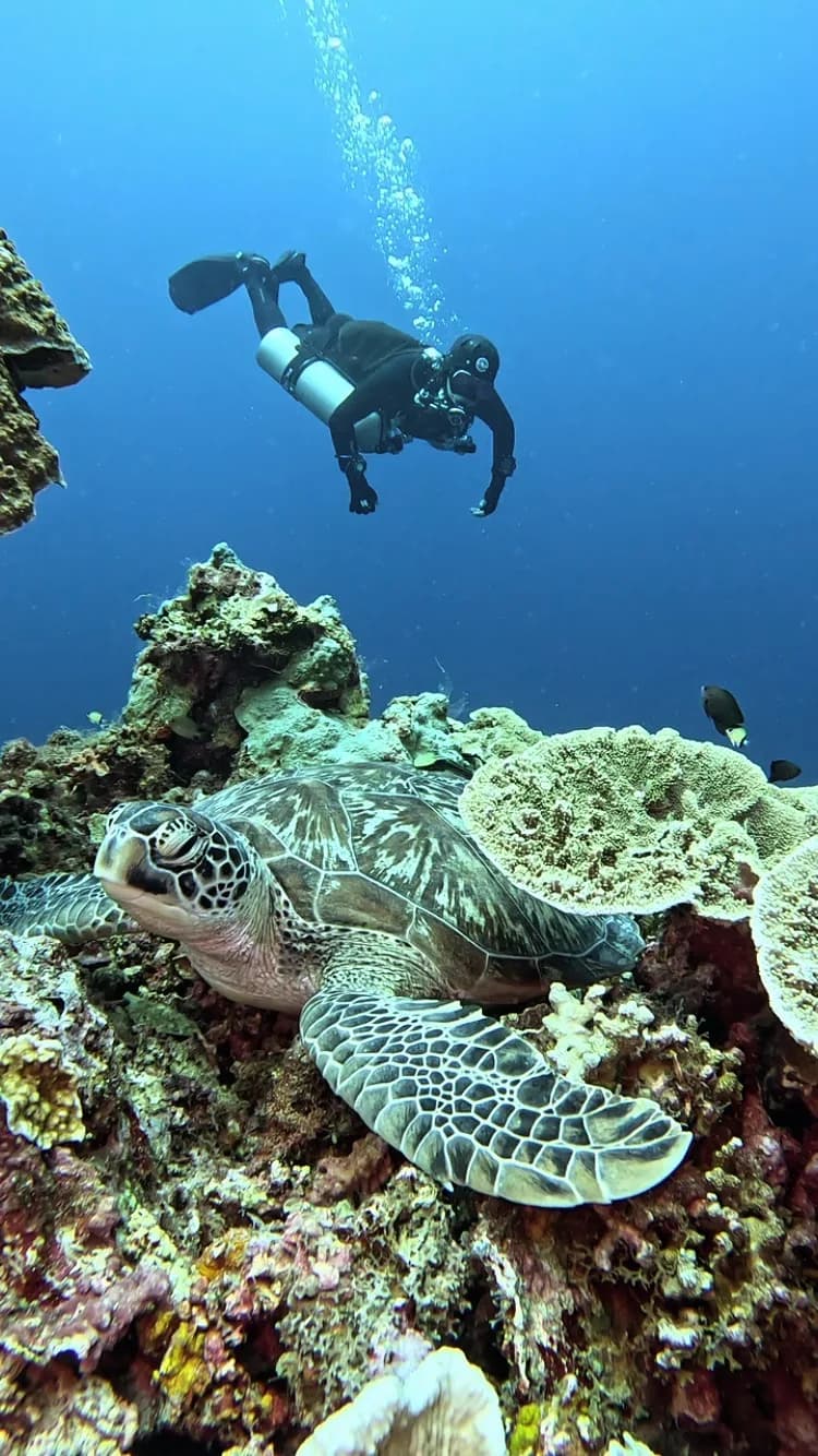 Epic Dive