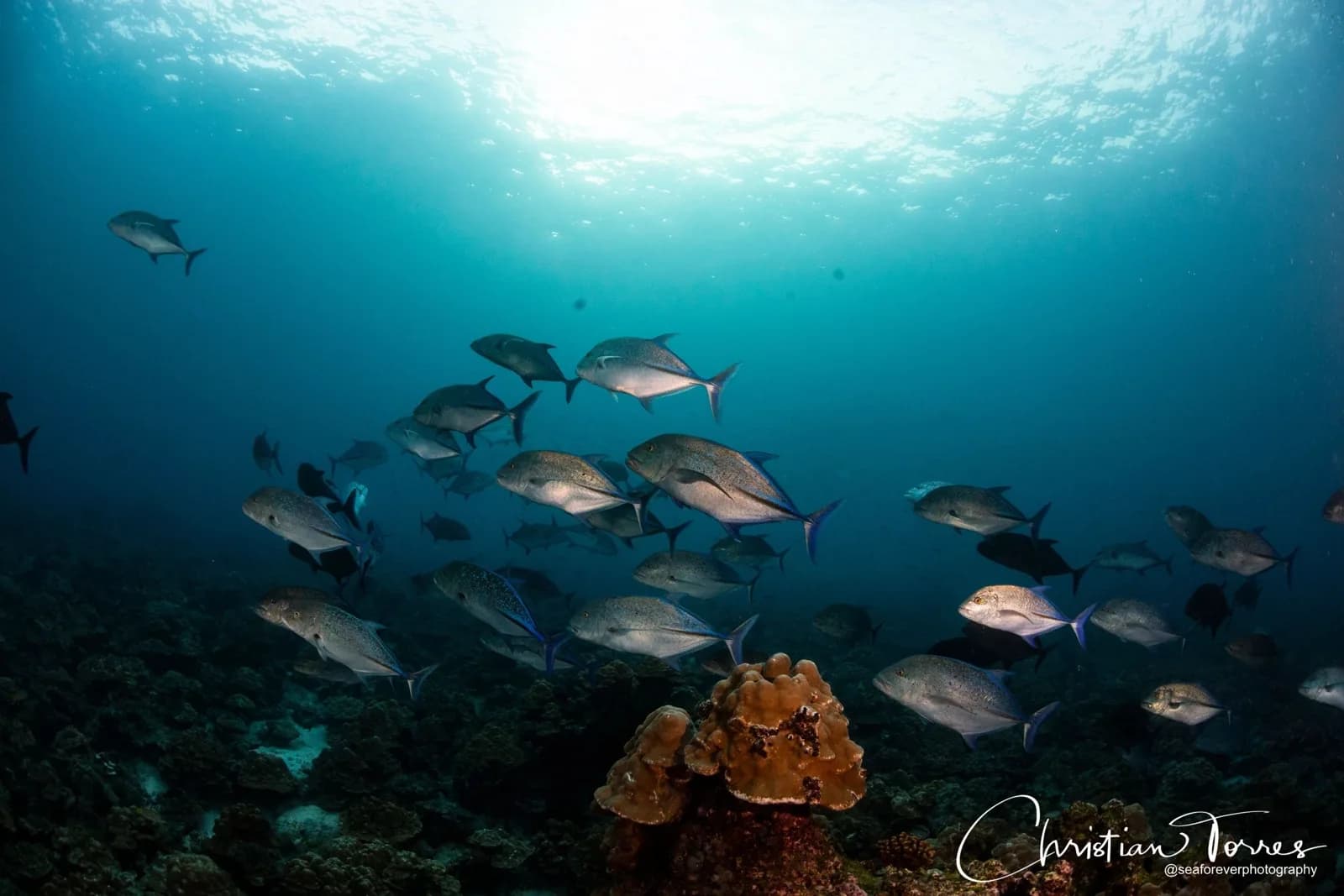 Drake Bay Diving
