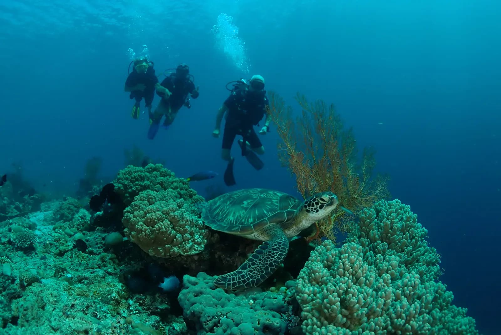Bali Ocean Reef