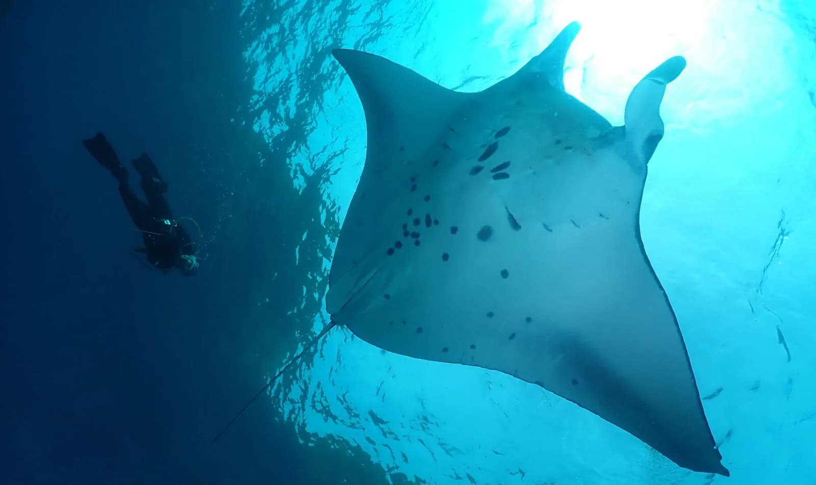Bali Stingray Divers