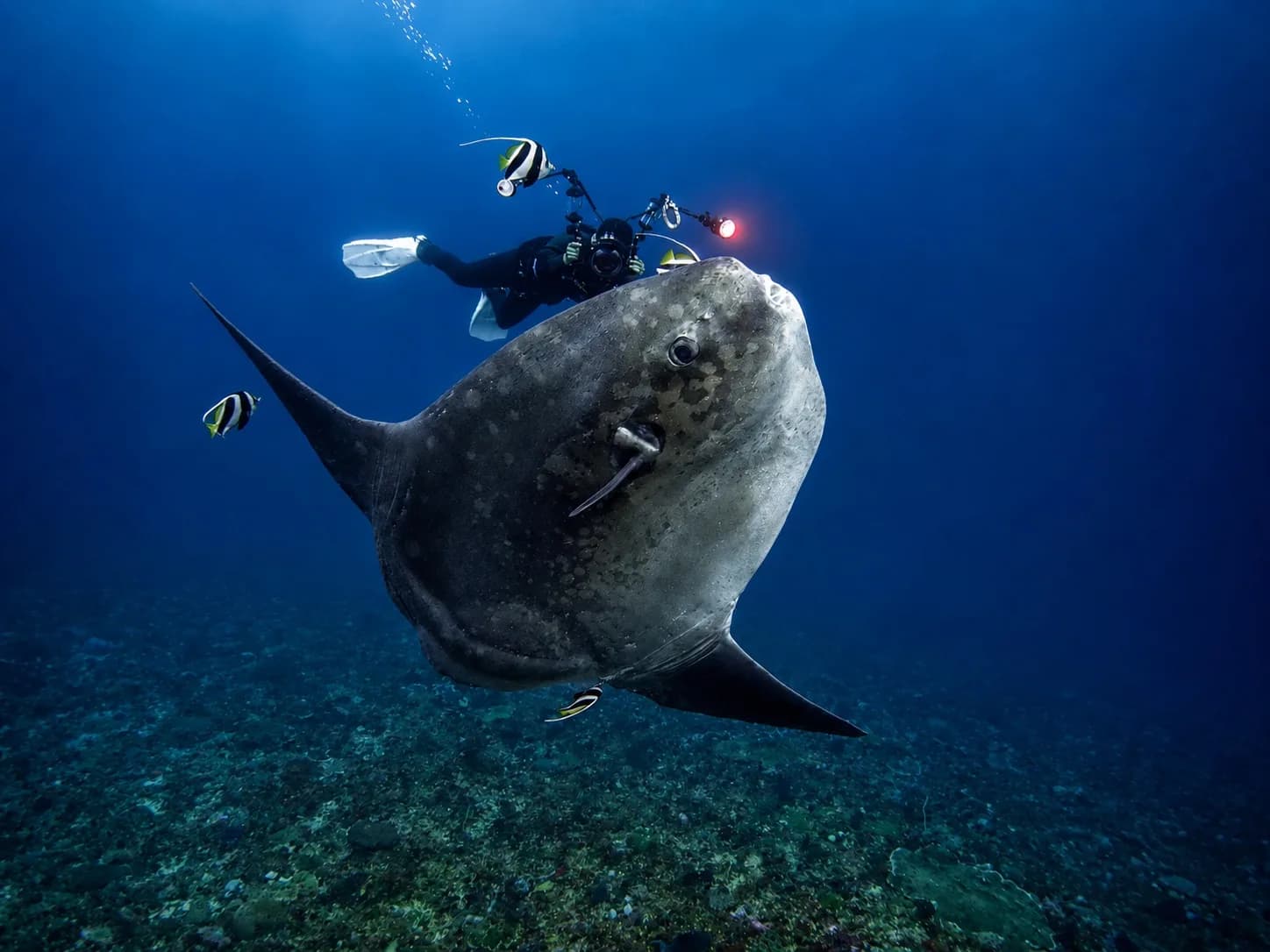 Zero Gravity Diving