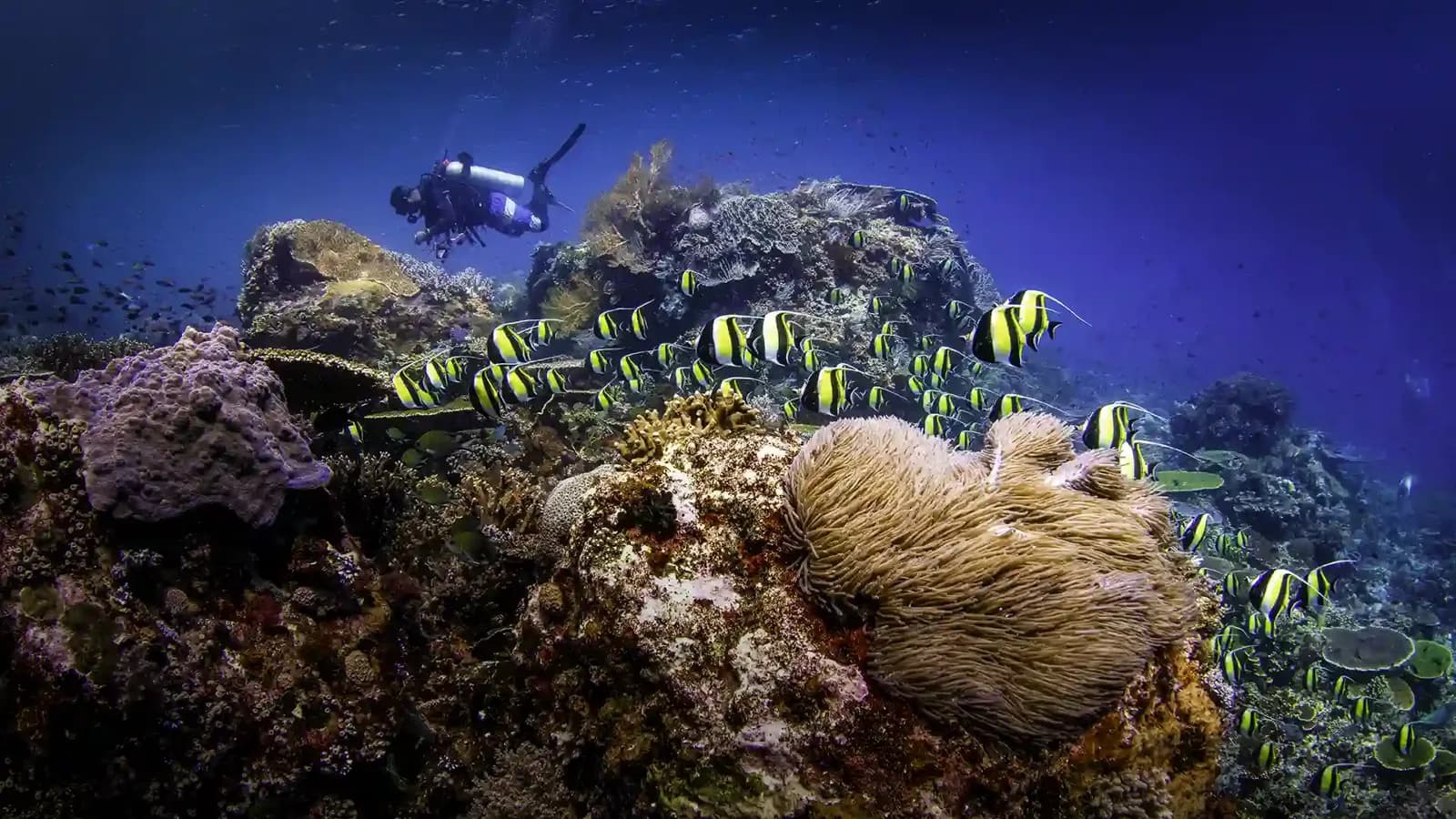 Diving First