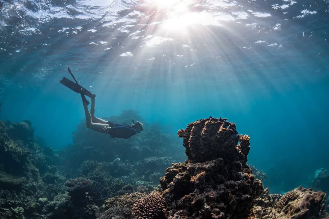 Ningaloo Reef Dive