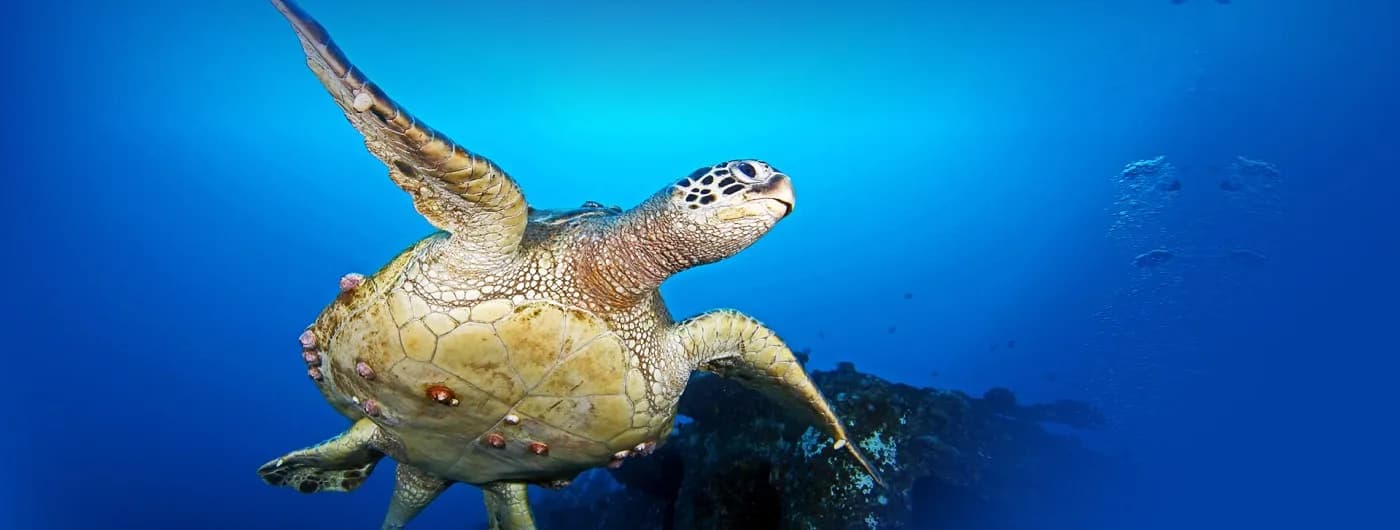 Hawaii Eco Divers