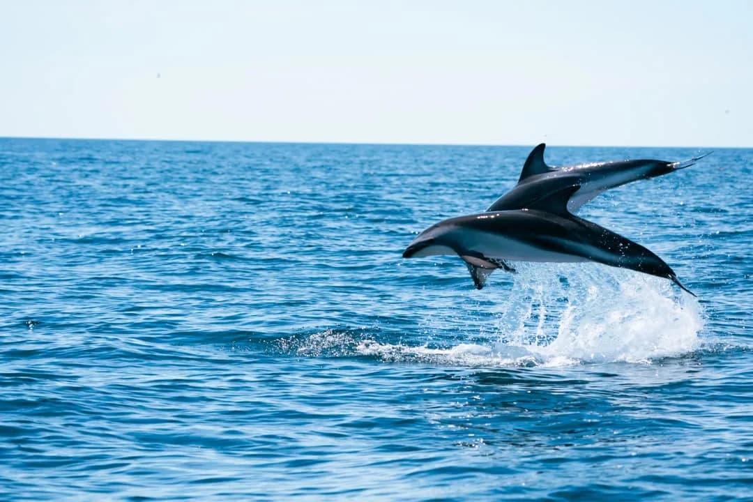 Madryn Buceo