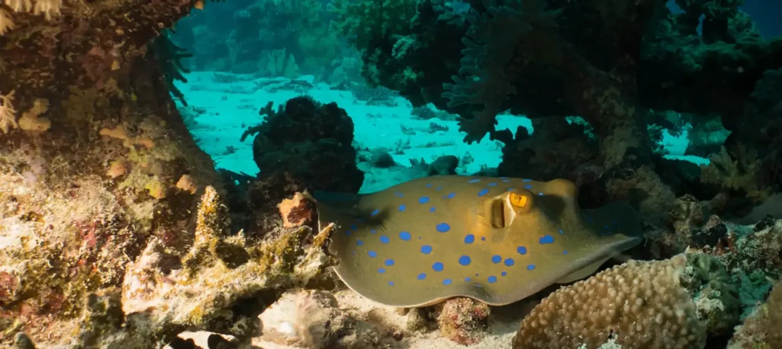 Blue Ocean Dive Dahab