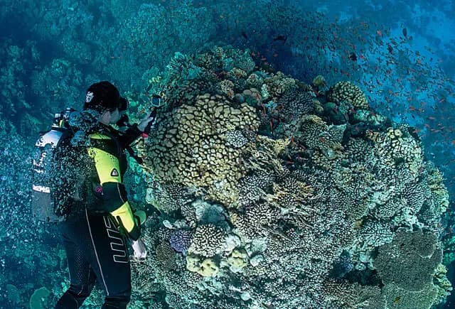 SUBEX The Art of Diving
