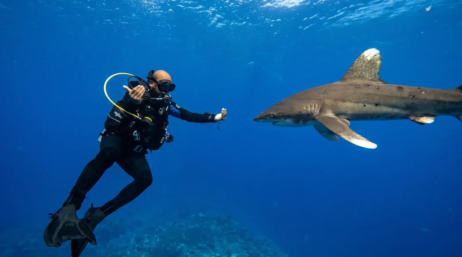 Deep South Divers, Marsa Alam Diving Center
