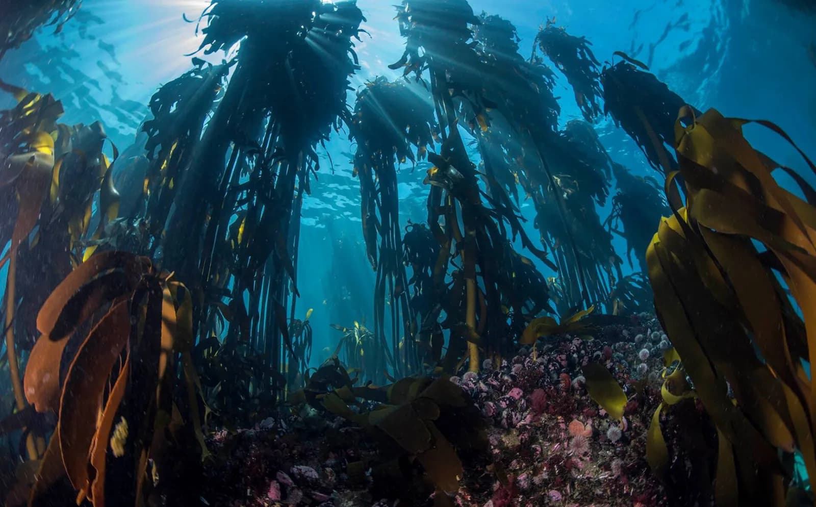 Impact Divers / Cape Radd