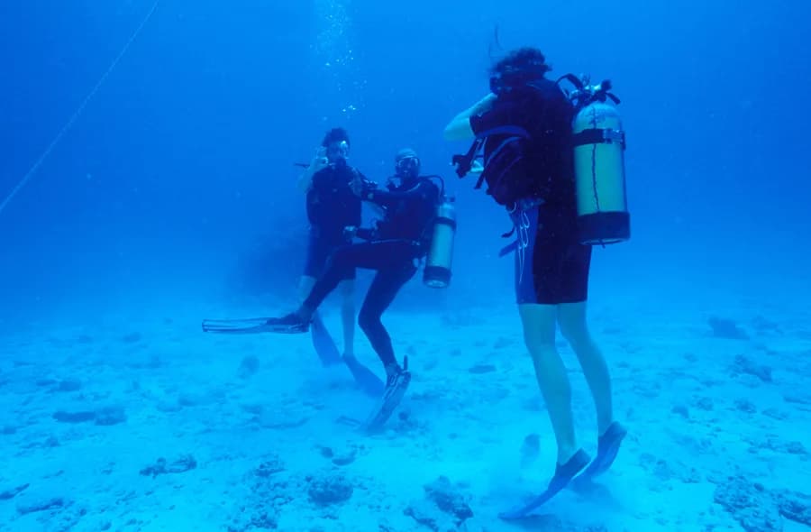 Whitetip Divers