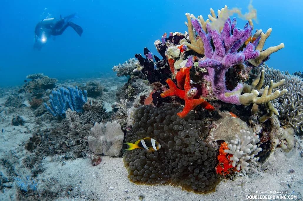 Double Deep Diving Center