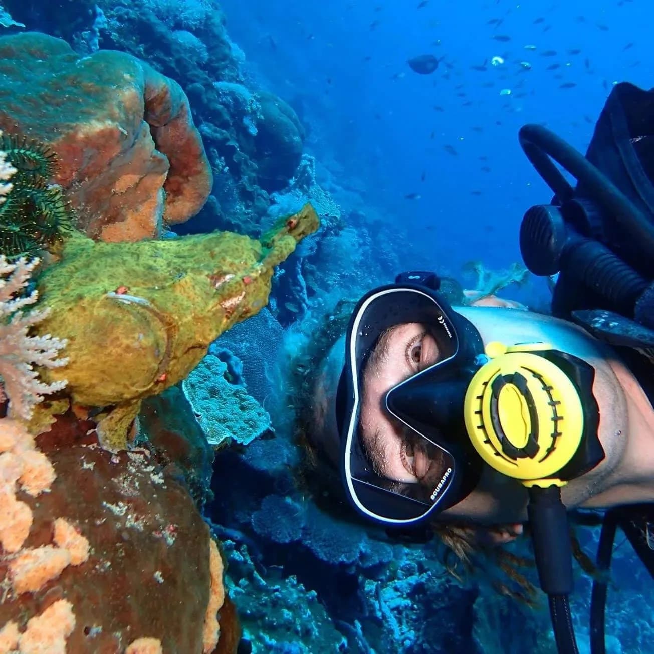 Nico Dives Cool Bali