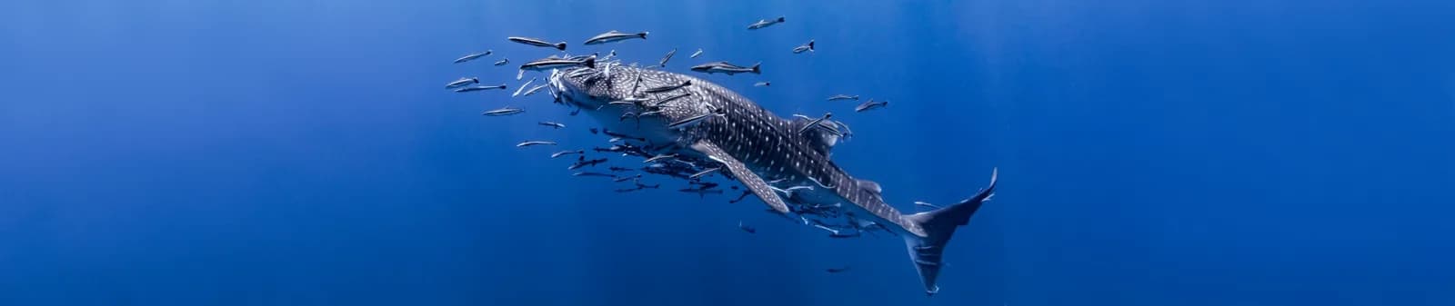 AquaTao