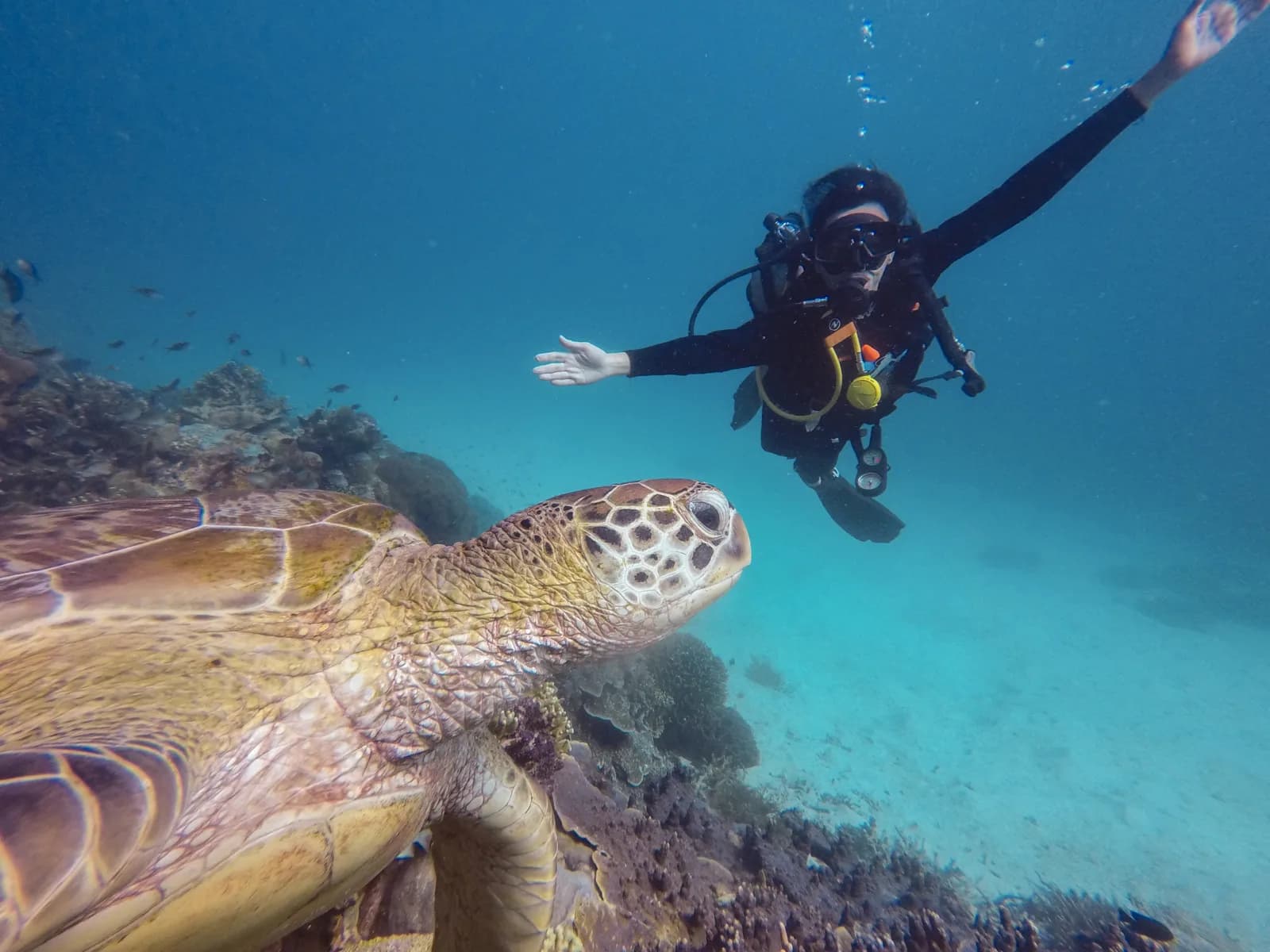 iDIVE Komodo, PT Halo Bajo Wisata