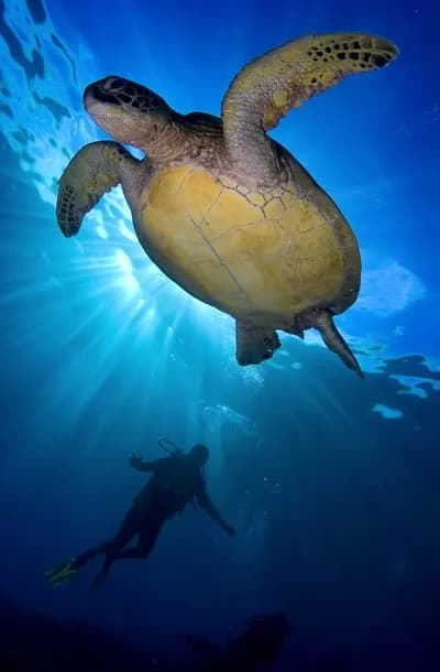 Phi Phi Island Divers