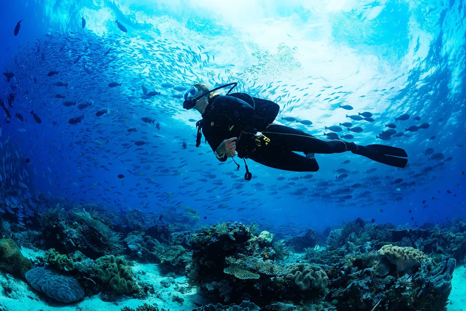 Blue Heaven Divers