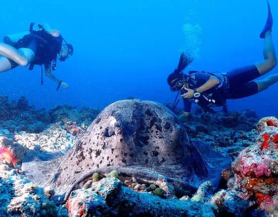 Jerrys Dive Club Rasdhoo