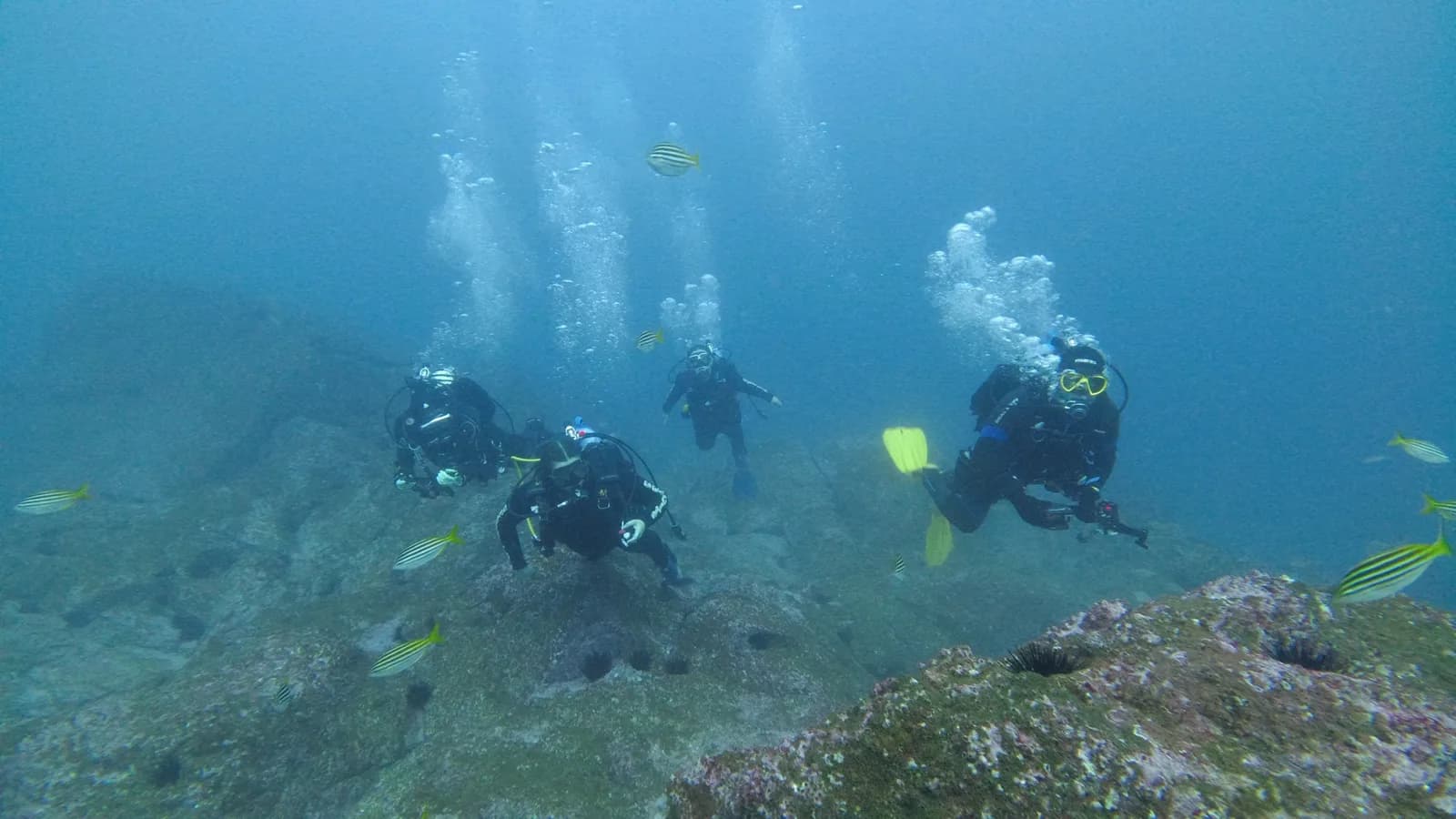 SCUBA HAVEN
