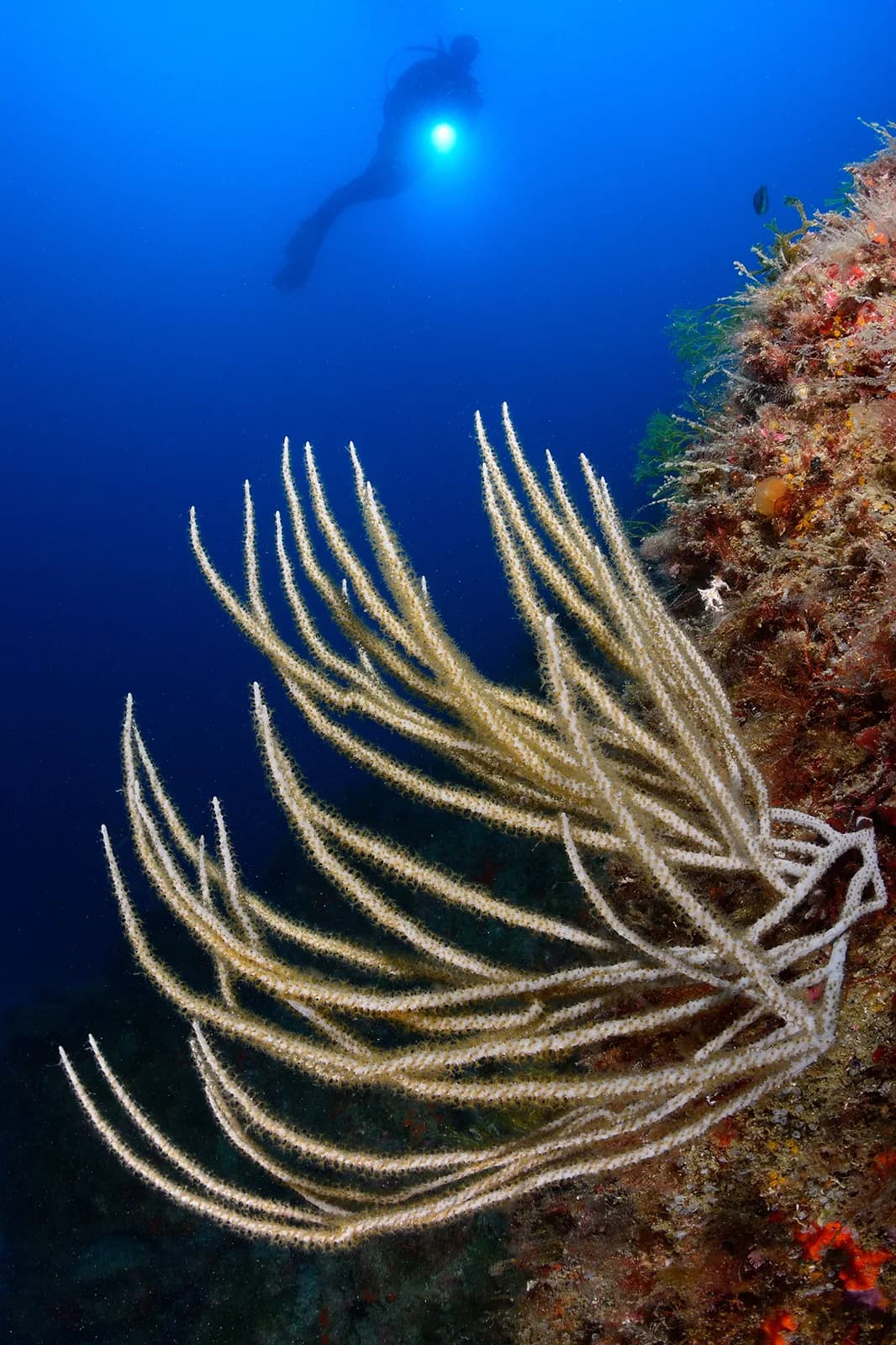 Tossasub Diving Center