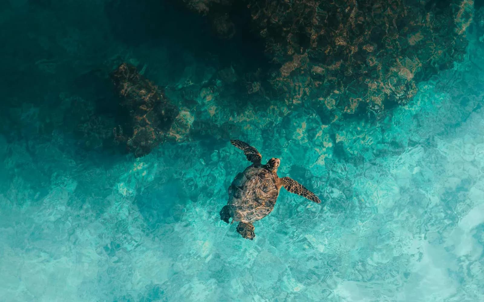 Relaxed Guided Dives
