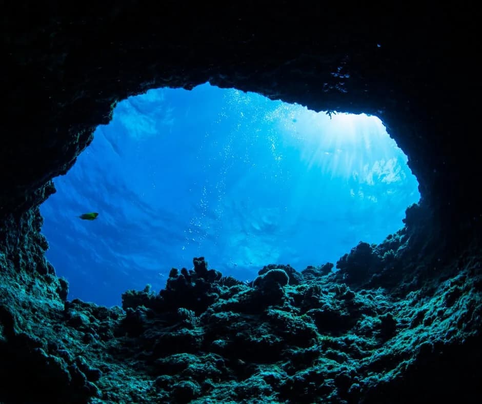 Sea Lions Dive Center