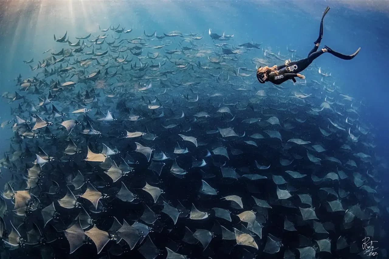 Dive in la Paz