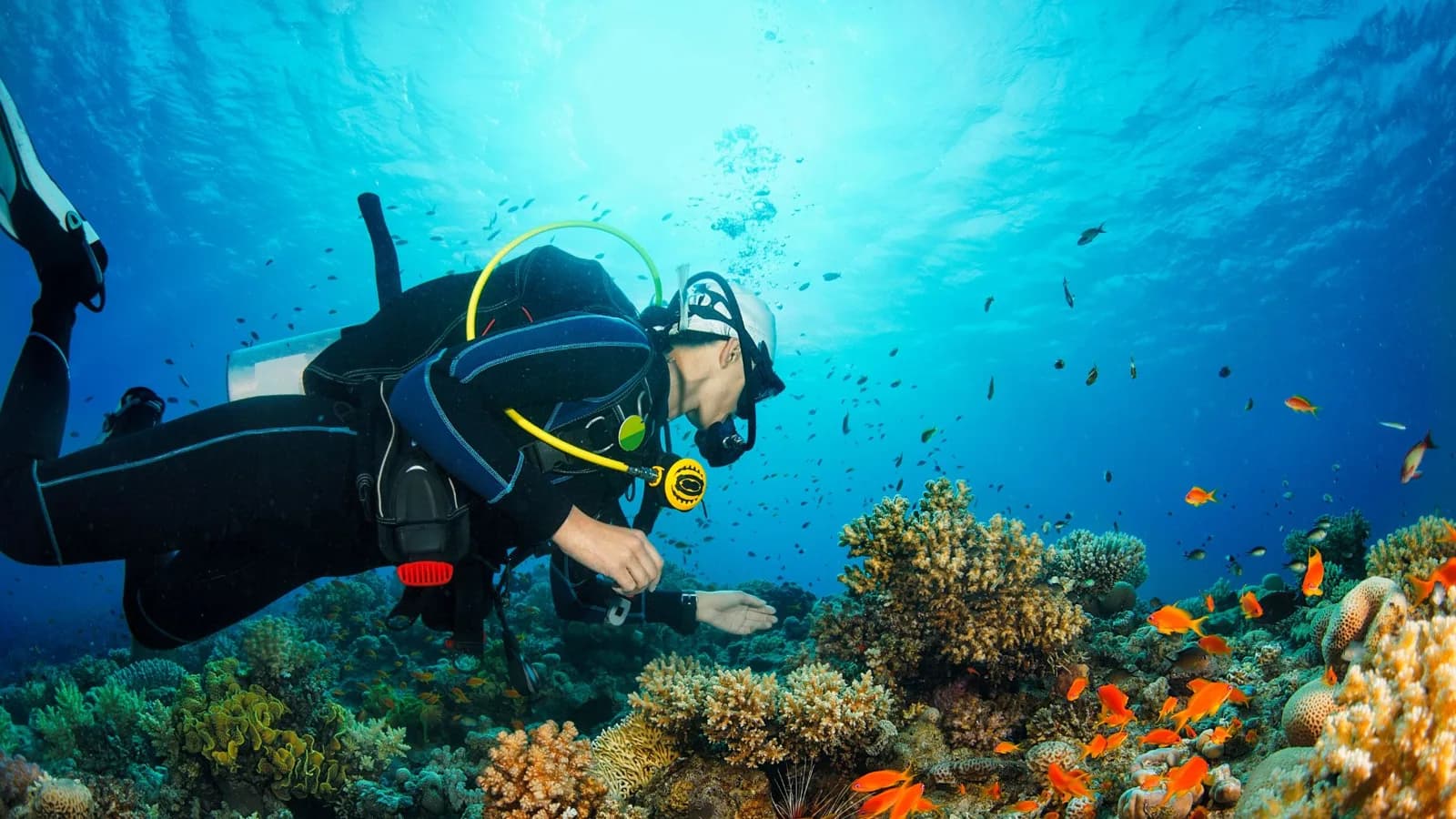 Trippy DIvers