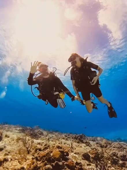 Medusas Dive