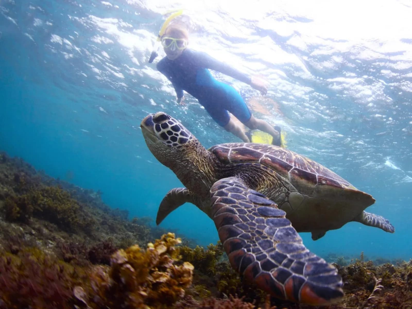 Honolulu Scuba Company