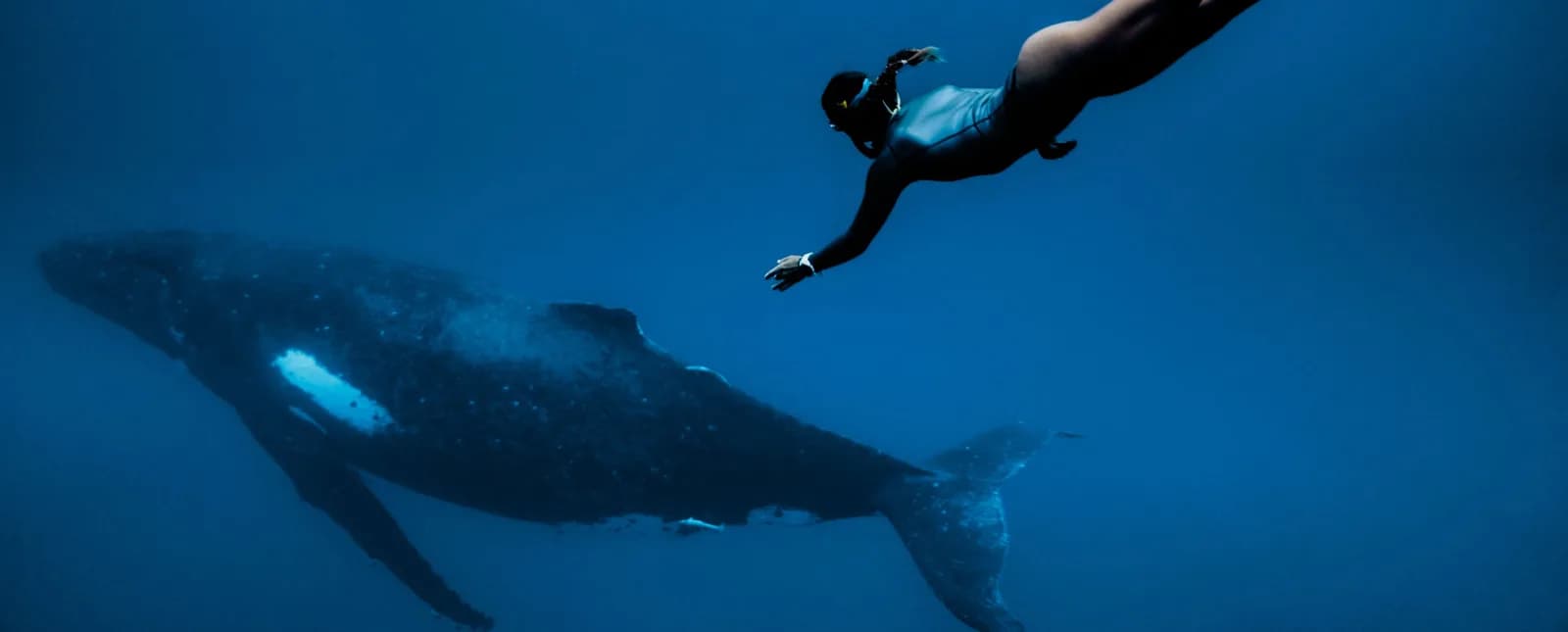 Blackfin Freediving